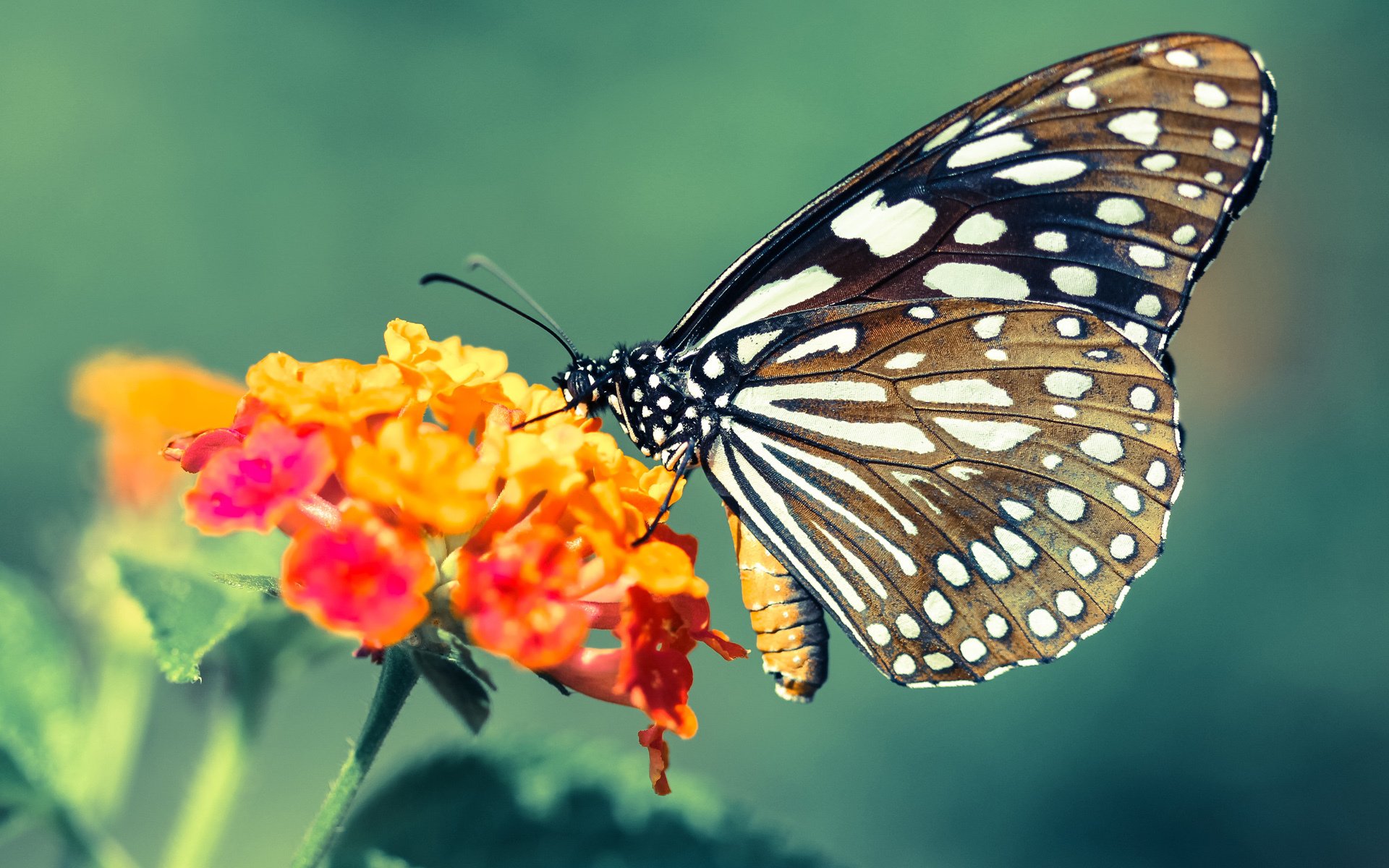 五大联赛交锋场次减少赛程密度后体能安排新策略,五大联赛强队