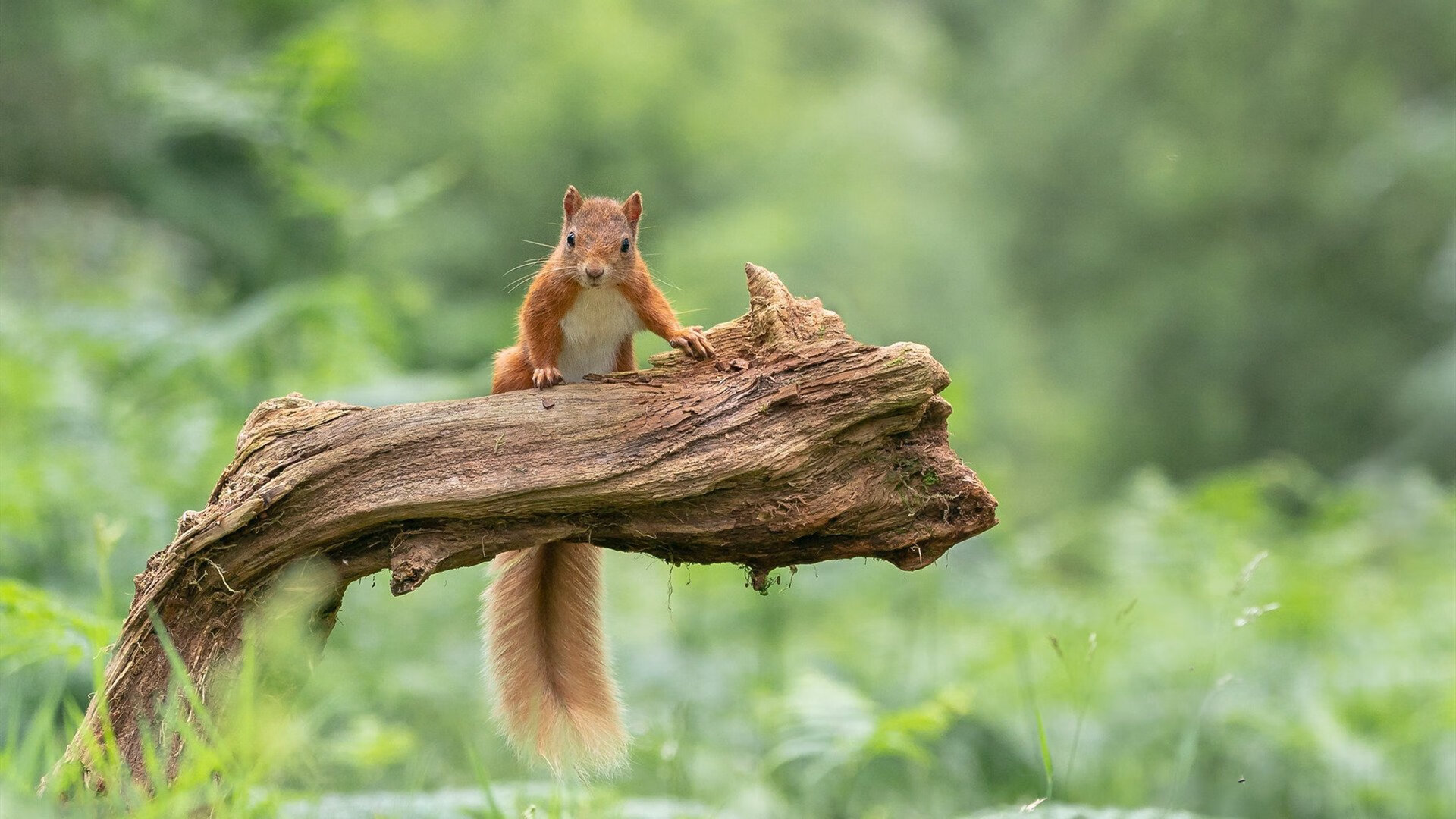 俱乐部缺乏应对突发成绩波动的公共关系能力,俱乐部案例分析