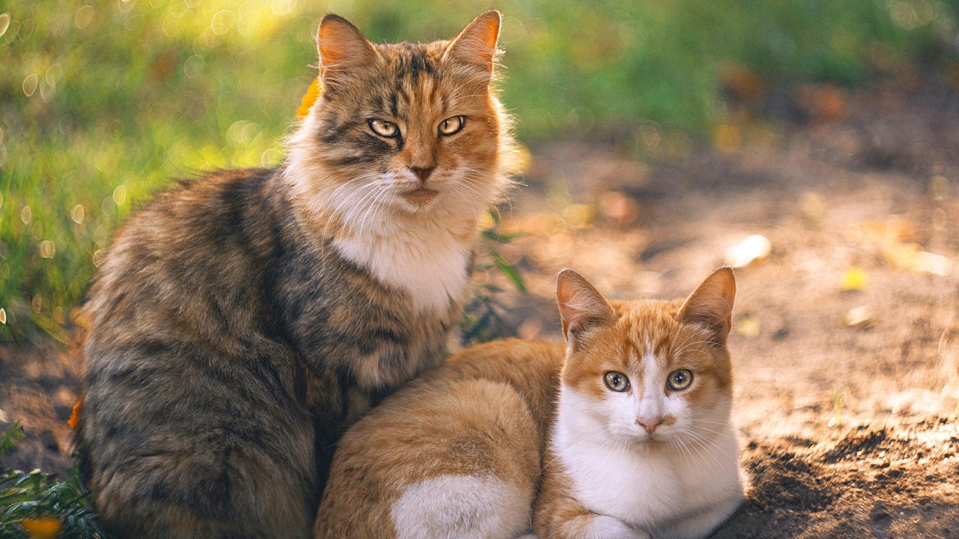 华体会官方网站-压哨进球对士气的真实影响几何，足球压哨进球什么意思