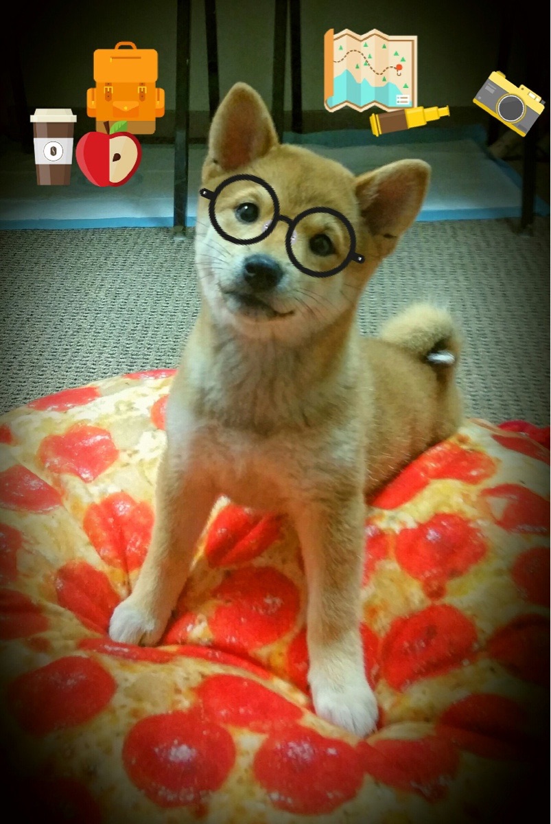 国家队训练周期压缩影响技战术沉淀,国家队的训练时间