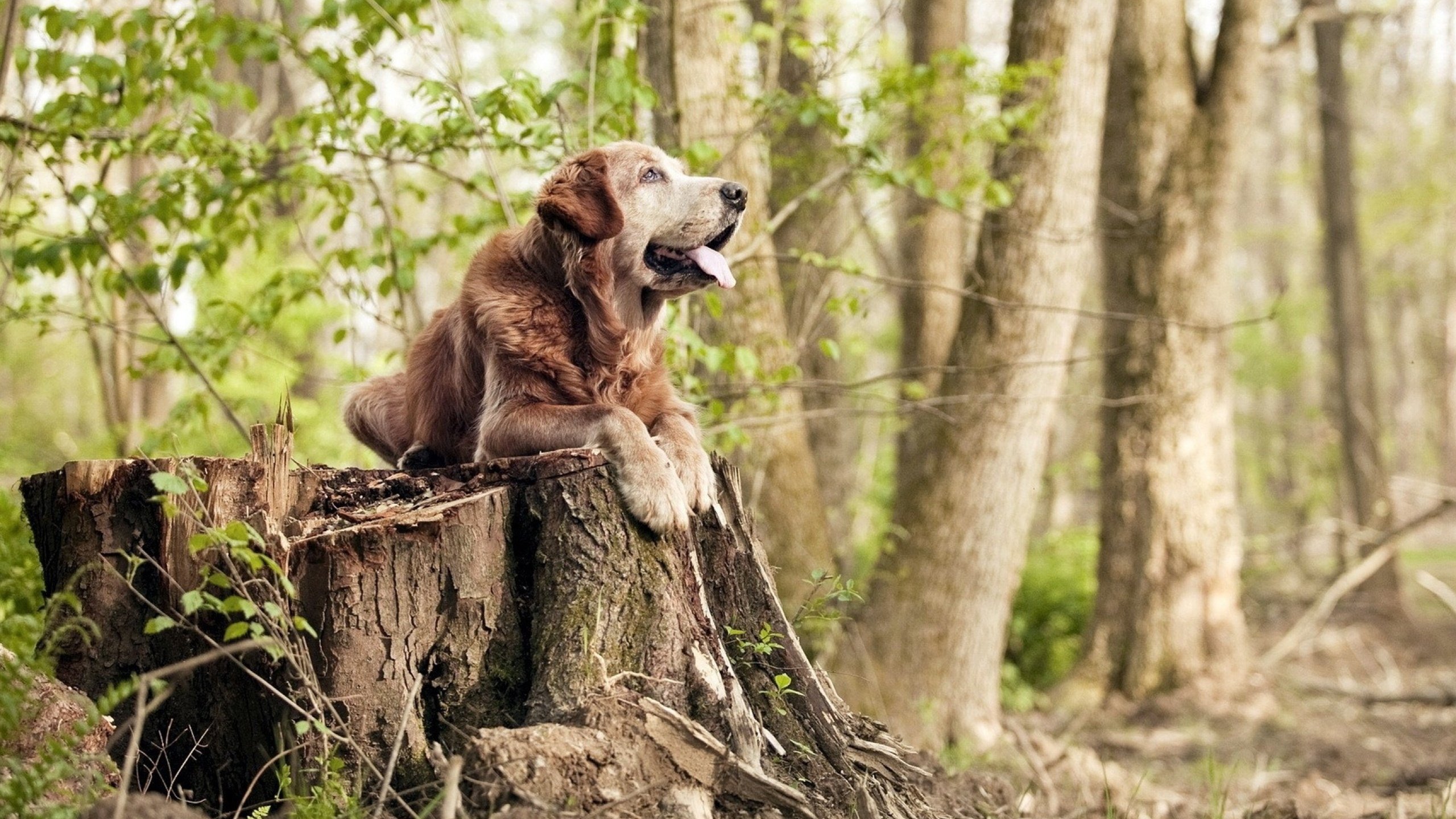 外援适应球队节奏成为成败关键融合度需加强,外援球队球员