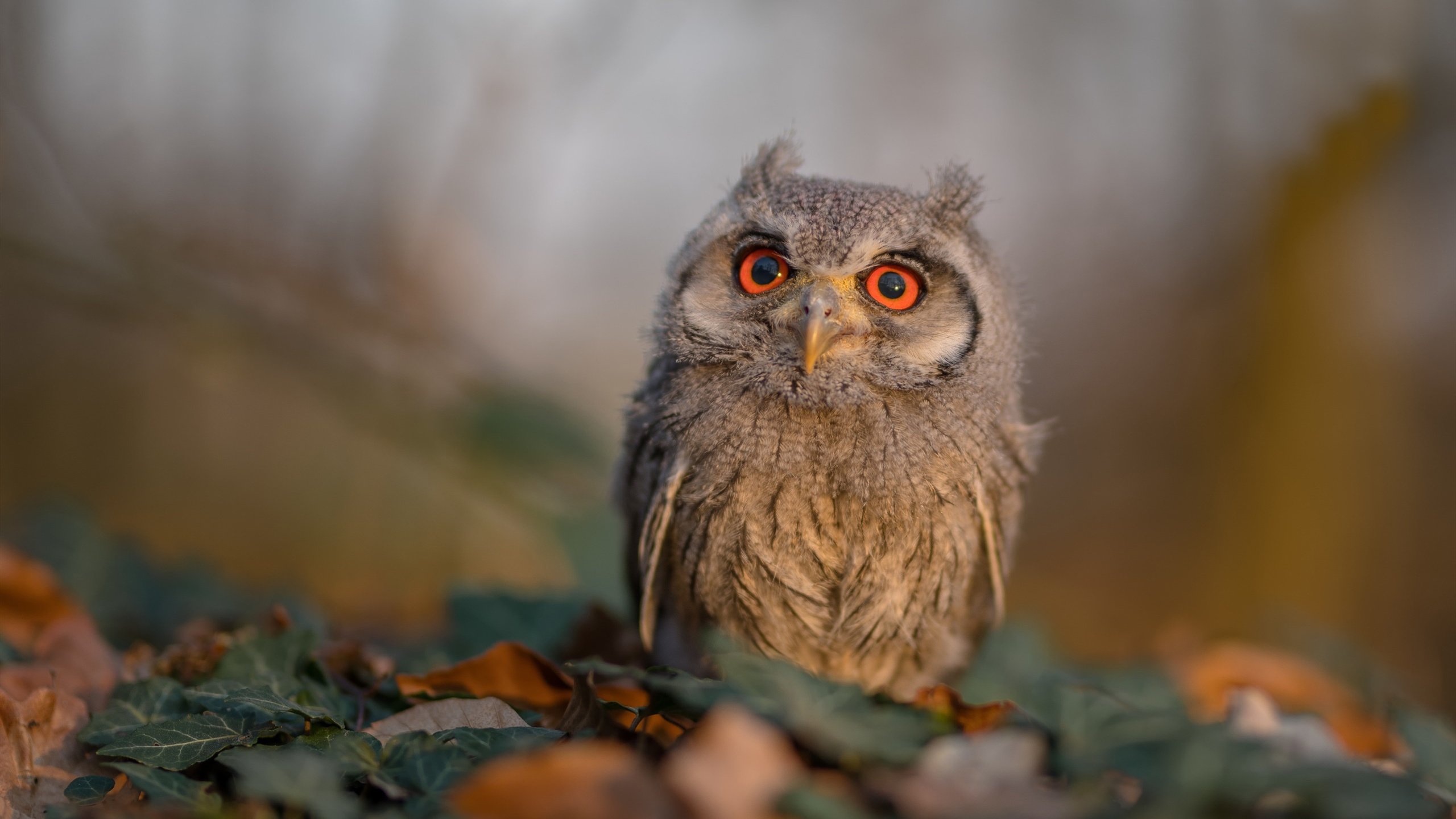 华体会-新赛季联赛裁判听证制度试点推行，王者荣耀联赛裁判