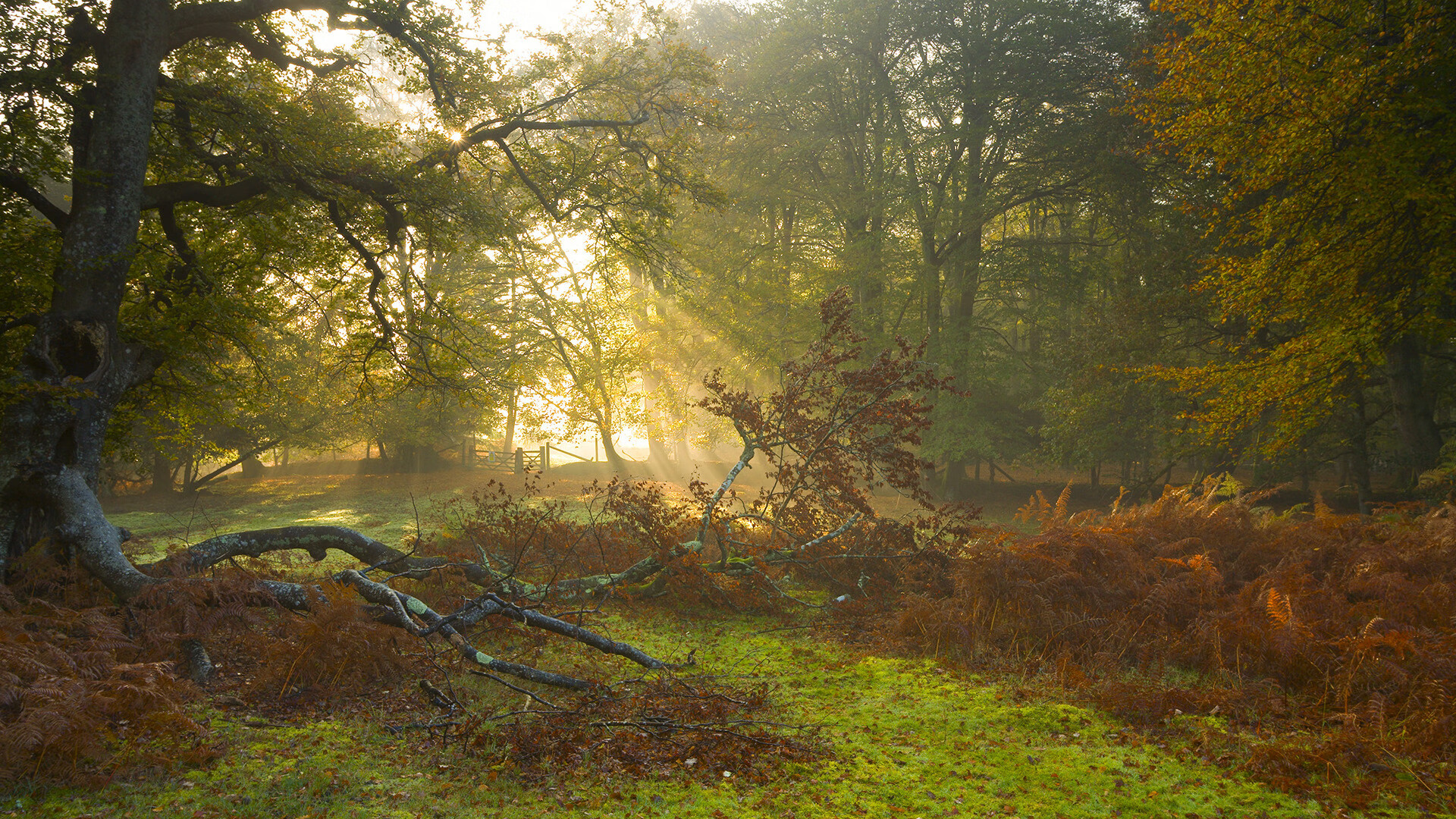华体会在线下载-王者荣耀顶级打野选手状态回暖表现惊艳，王者荣耀顶级打野英雄