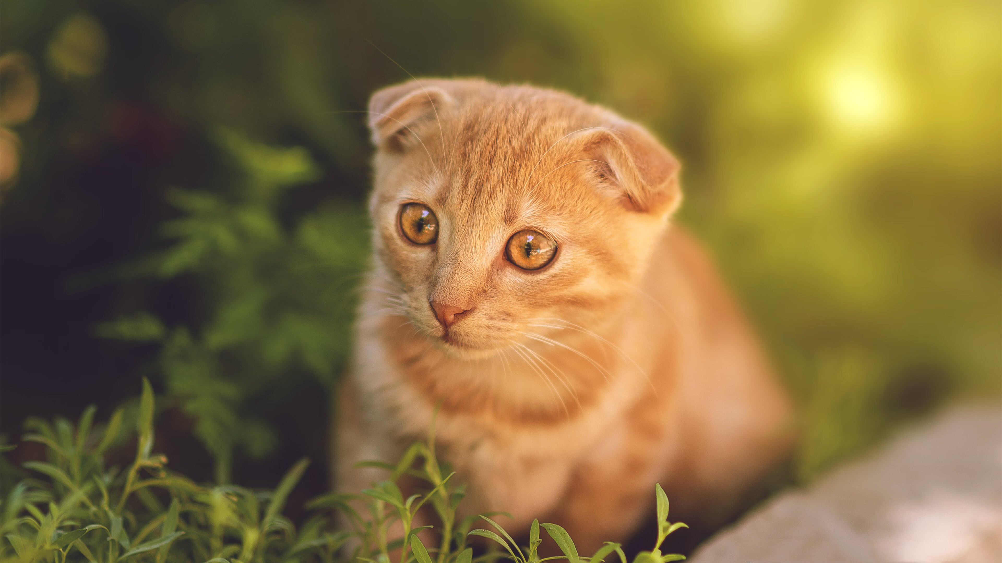 -球场美食盘点球迷最爱小吃，球场适合卖什么东西