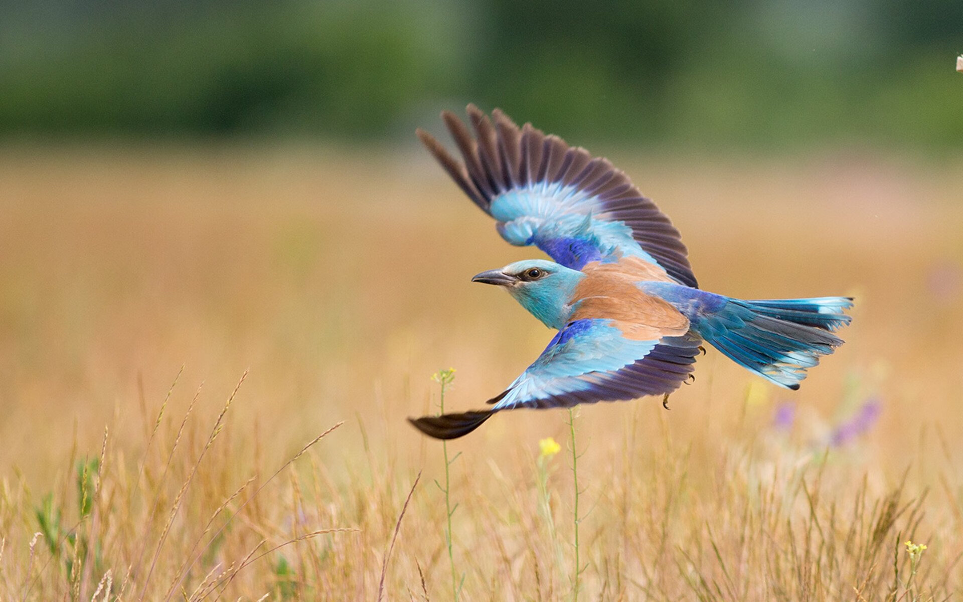 高校体育教研成果纳入国家课题评选体系,高校体育科研课题题目