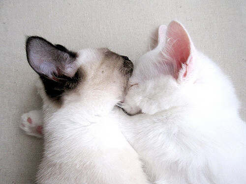 CBA 联盟官方解读新赛季交易规则草案,cba交易汇总最新2021