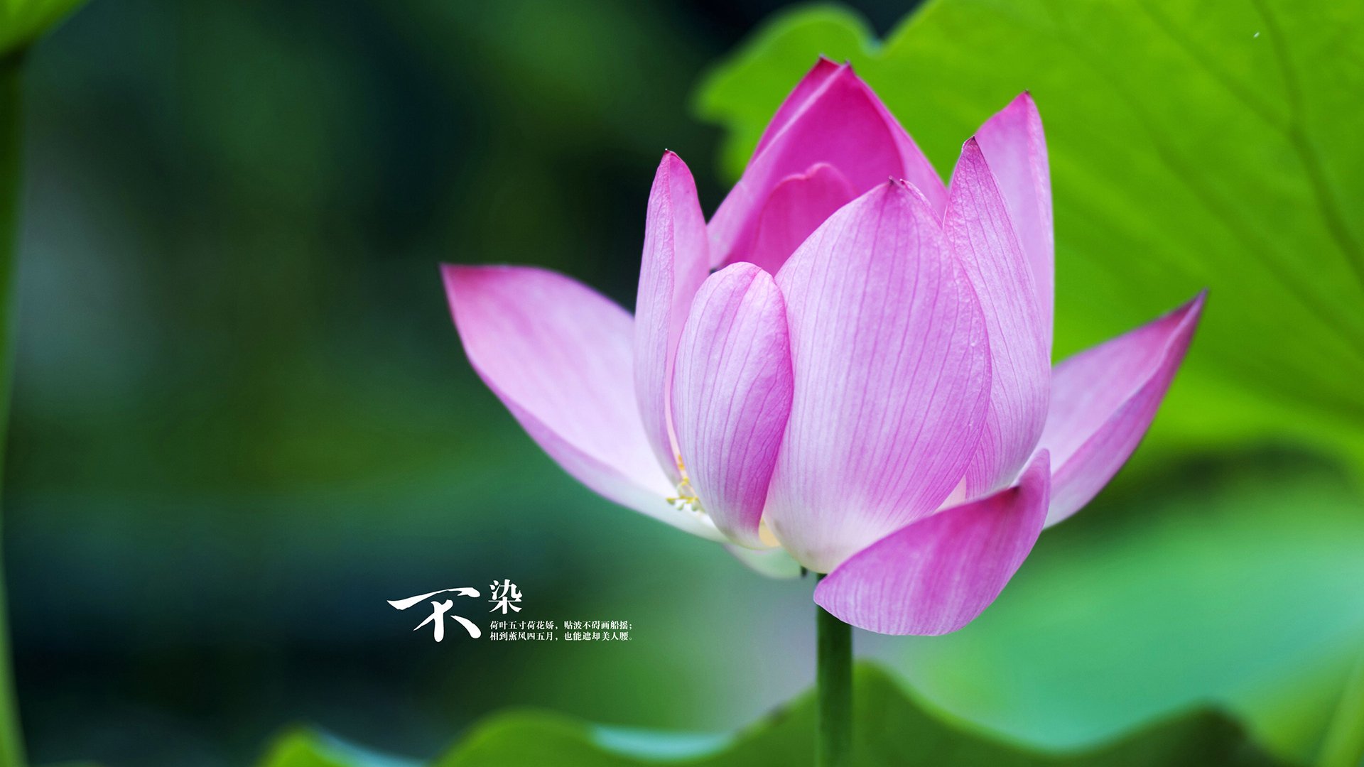 “帕布罗·马特拉:阿根廷美洲狮队的防守领袖与战术创新者”