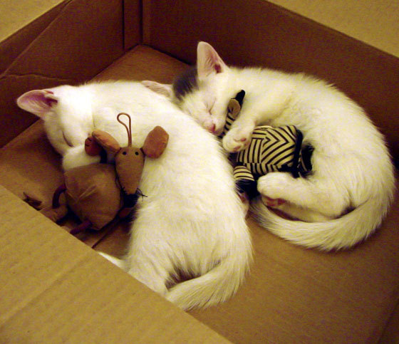 华体会app登入-中小学篮球教学不断改进提升学生篮球综合素养和兴趣，篮球提高教学质量的措施