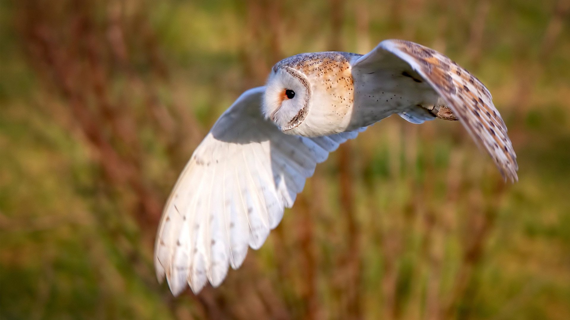 华体会在线-乔·莫伊：稳定的scrum技术让全黑队在对抗中占得先机，攻防无缝连接