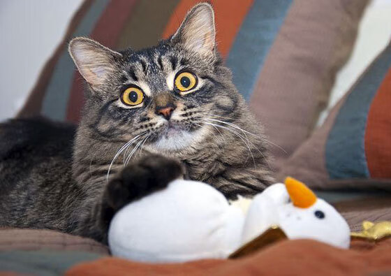 华体会手机网站-仰泳冲刺波兰选手发挥稳定，仰泳bd