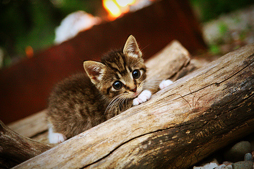 华体会官网入口-凯尔特人外援称训练强度远超预期，凯尔特人队简介