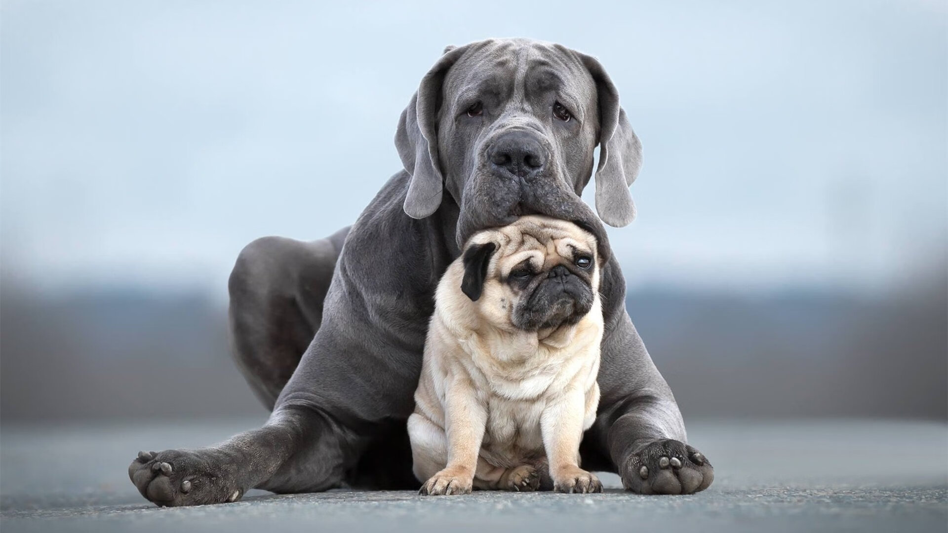 利比亚男篮在非洲赛场中拼搏不止,奋勇争冠