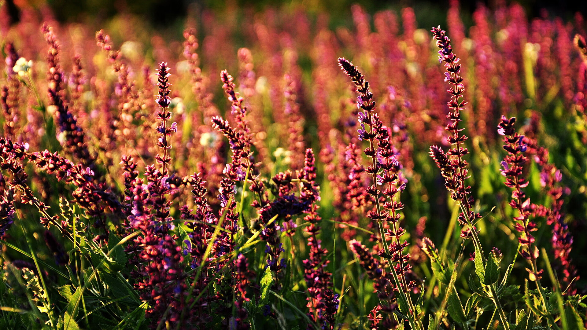 华体会网站-吉尔吉斯斯坦男篮在亚洲预赛中拼搏，追逐突破