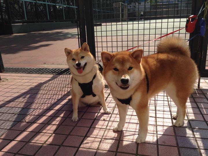 国际青少年足球交流合作不断深化,培养未来国际足球明星,国际青少年足球俱乐部