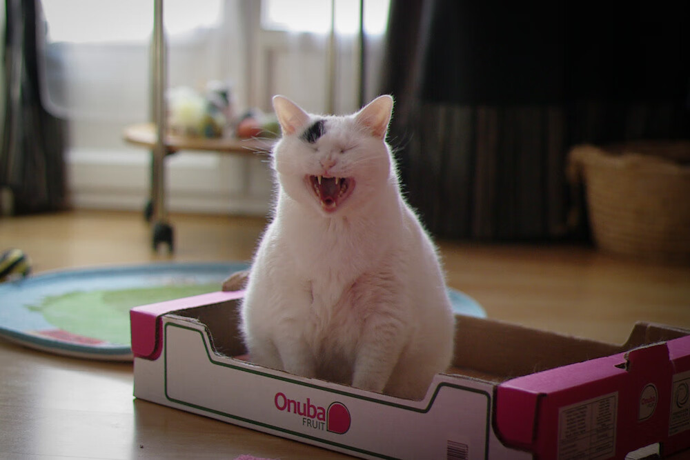 华体会网站-斯滕伯根决赛中段加速领跑赛道，斯腾伯格图片