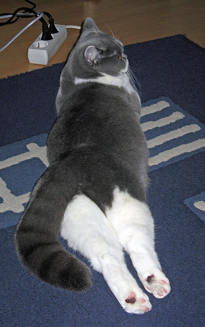 华体会官网入口-中国足球校园足球普及度与师资短缺问题评估，中国校园足球存在哪些问题